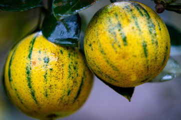 Philippine Native Orange