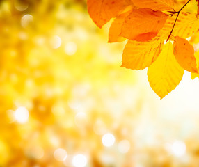 Naklejka na ściany i meble Vibrant fall foliage