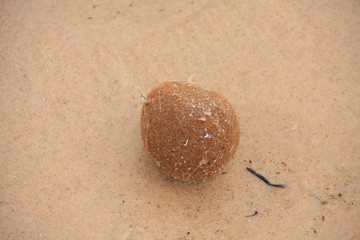 pelote de mer de Posidonie