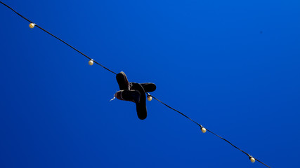 birds on a wire