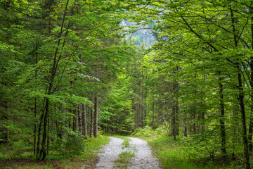 Fototapeta na wymiar Wanderweg durch Laubwald in der Hetzau im Almtal