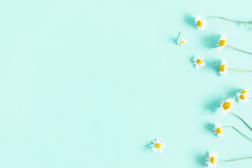 Beautiful flowers composition. Daisy pattern, spring and summer chamomile white  flowers on pastel mint background. Flat lay, top view, copy space 
