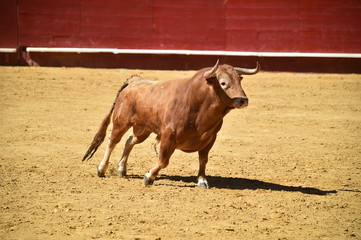 toro español