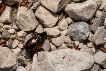 Käfer der auf Kies krabbelt © lexpixelart