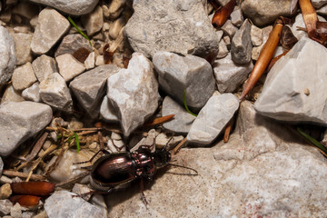 Käfer der auf Kies krabbelt © lexpixelart