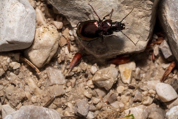 Käfer der auf Kies krabbelt © lexpixelart