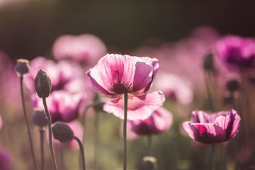Lilac Poppy Flowers in sunlight in early Summer close-up
