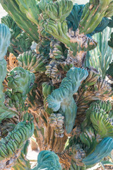 Fototapeta premium Arizona Cactus