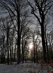 winter evening in the forest