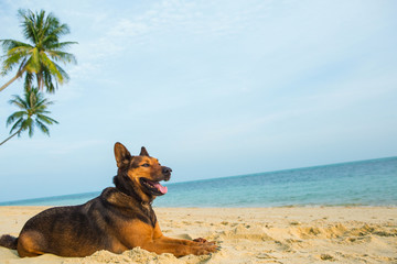 Happy dog relaxing on the beach. Sea and summer concept