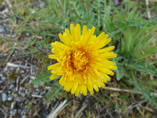 La simple beauté d'une fleur