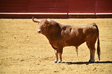 toro español en plaza de toros