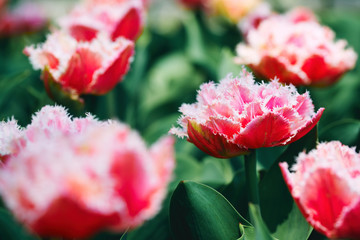 Beautiful blooming tulips