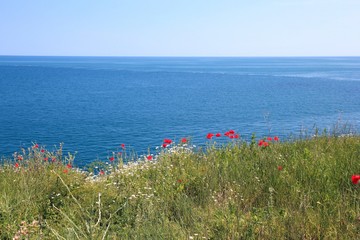 Poppies blooming on rocky shores. Tyulenovo (Bulgaria).