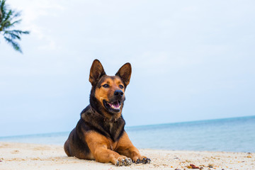 A happy dog on the beach.