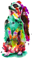Handdrawn Aquarell Suricate, Meerkat, Colorful, Watercolor, Animal, Nature