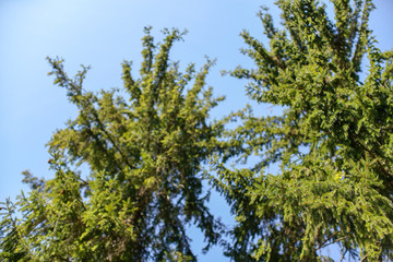 Obraz premium Branches of young spruce tree in spring against clear blue sky, shallow depth of field photo only few parts in focus, abstract springtime forest background