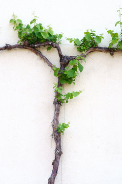 Eine Astgabel mit gr&uuml;nen und frischen Weinbl&auml;ttern an einer hellen und gelben Putzfassade..