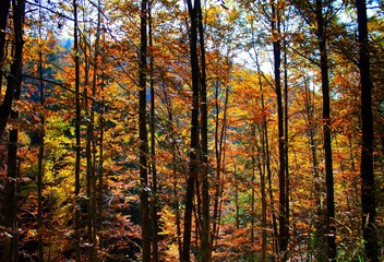 Autumn in the yellowed forest
