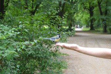 Hungry tomtit (Chickadee, titmouse ) eating seeds from a human hand. Beautiful tit with yellow belly and open beak. Free copy space