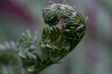 you're so Fern-ny!