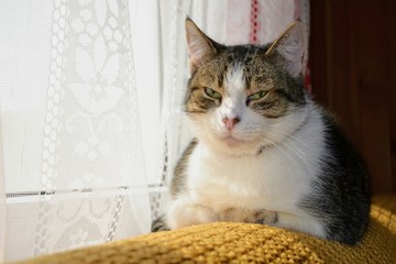Adorable white-gray cat resting on the sofa backrest. Portrait of the cat.