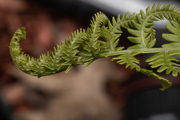 you're so Fern-ny!
