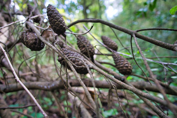 macro photo of nature outdoors