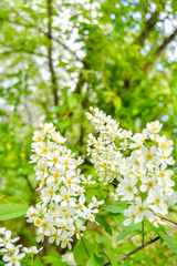 Bird cherry tree in blossom. Close-up of a Tree with white little Flowers