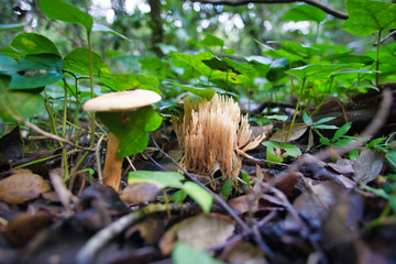 macro photo of nature outdoors
