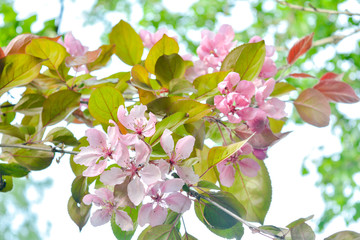 Close up Cherry tree branch with pink flowers