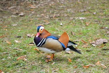 Colorful mandarin duck (Aix galericulata) standing on the grass.