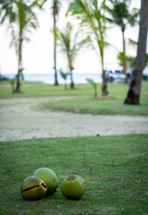 Coconut on path