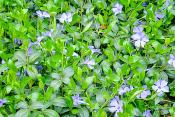 Blooming little purple meadow flower in the garden