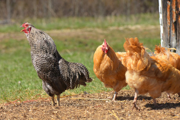 Free Range Chickens