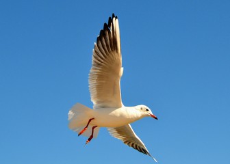 Single seagull in the blue sky. Free copy space, place for text