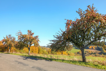 Fototapeta na wymiar Wild apple trees with red fruits growing by the asphalt road, clear autumn sky in background
