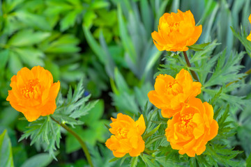 Obraz premium Blooming orange meadow flower in the garden