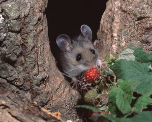 Deer Mouse (Peromyscus Maniculatus)