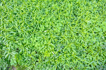 Fresh green foliage grass in the meadow with Shallow Dof