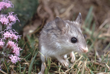 Northern Grasshopper Mouse (Onychomys Leucogaster)