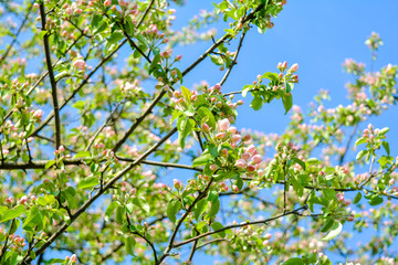 Apple tree branches with pink flowers and buds on the blue sky background