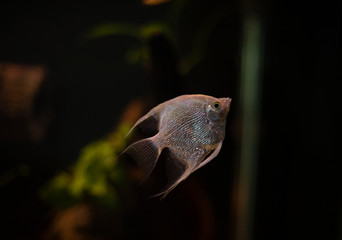 Angel Fish
