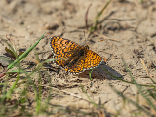Glanville Fritillary (Melitaea cinxia ) butterfly. Hutchinson's Bank, Surrey