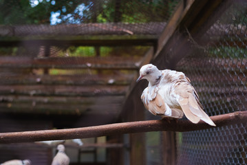 White Dove sitting on branch in zoo. pigeons in a cage