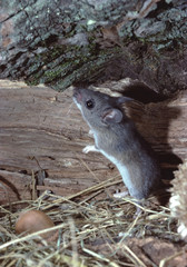 White-Footed Mouse (Peromyscus Leucopus)
