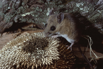 White-Footed Mouse (Peromyscus Leucopus)