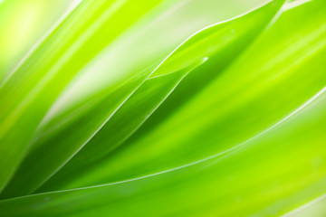 Green leaf background