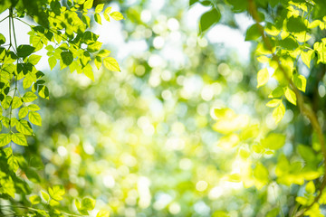 Green nature background with beauty bokeh