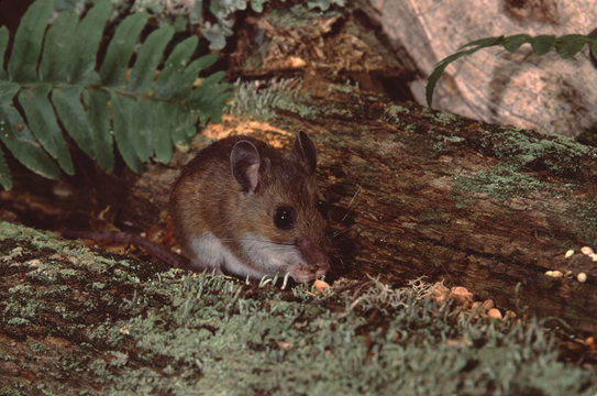 White-Footed Mouse (Peromyscus Leucopus)